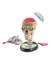Clementoni - Science & Play Crazy Anatomy Lab